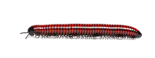 Fototapete - Side view of a Millipede crawling, Centrobolus sp Mozambique, isolated on white