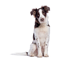 Poster - Adorable Crossbreed dog with a border collie sitting and posing on white background