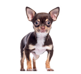Aufkleber - Adorable chihuahua puppy standing on white background