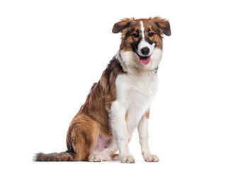 Poster - Happy mixed breed dog sitting and panting on white background
