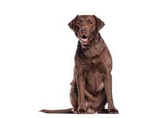 Aufkleber - Chocolate labrador retriever sitting and panting on white background