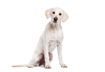 Poster - Labrador retriever puppy sitting and looking at camera on white background