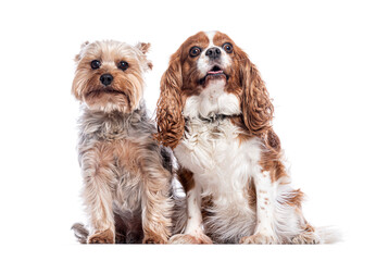 Poster - Yorkshire terrier and cavalier king charles spaniel sitting together on white background