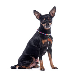 Fototapete - Prague ratter dog sitting and wearing colorful collar