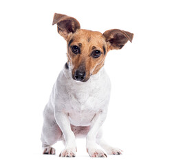 Poster - Jack russell terrier sitting and looking curious on white background