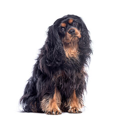 Fototapete - Cavalier king charles spaniel sitting and looking at camera on white background