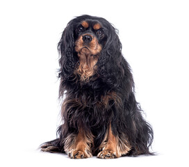 Poster - Cavalier king charles spaniel sitting and looking at camera on white background