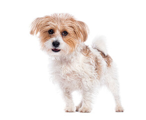 Poster - Adorable jack russell terrier standing on white background