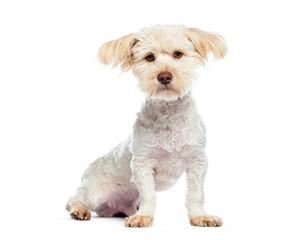 Poster - Adorable crossbreed dog sitting and looking at camera on white background