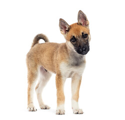 Fototapete - Adorable puppy standing and looking curious on white background