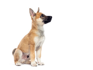 Aufkleber - Crossbreed puppy dog sitting and looking up on white background