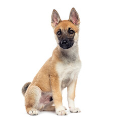 Poster - Puppy sitting and looking at camera on white background