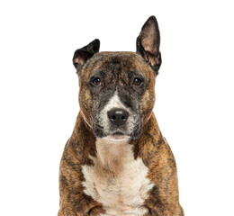 Fototapete - crossbreed dog looking forward on white background