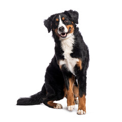Poster - Bernese mountain dog sitting and panting on white background