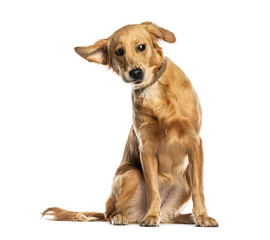 Poster - Confused golden retriever dog sitting and tilting head