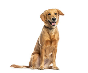 Poster - Happy golden retriever dog sitting and panting on white background