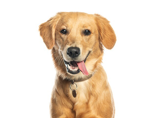 Poster - Golden retriever panting and showing tongue
