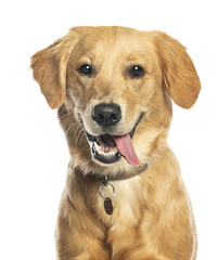 Aufkleber - Golden retriever panting and showing tongue on transparent background