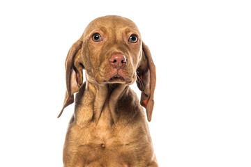 Poster - Portrait of adorable vizsla puppy dog on white background