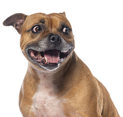 Poster - Staffordshire bull terrier smiling with transparent background