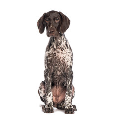 Poster - German shorthaired pointer puppy sitting on white background