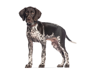 Fototapete - German shorthaired pointer puppy standing on white background