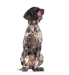 Poster - German shorthaired pointer puppy sitting and licking its nose