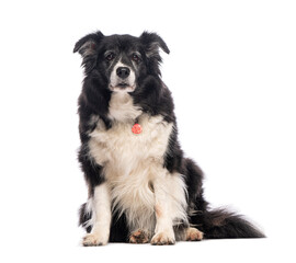 Poster - Senior border collie dog sitting and looking at camera on white background