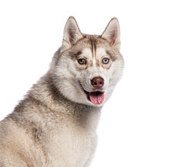 Poster - Siberian husky dog panting and looking happy on white background