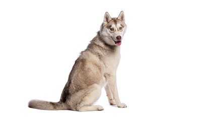 Poster - Siberian husky dog sitting and looking backwards on white background