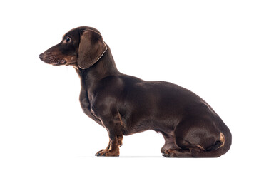 Poster - Chocolate dachshund sitting and looking to the side on white background