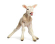 Lamb stretching legs on white background