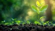 © David - Close-up of a green plant growing in soil