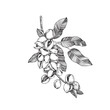 © Anastasiia - Pistachio branch with nuts and leaves. Vector black and white illustration hand drawn with ink. Ripe fruits on a branch. Isolated object for label design.