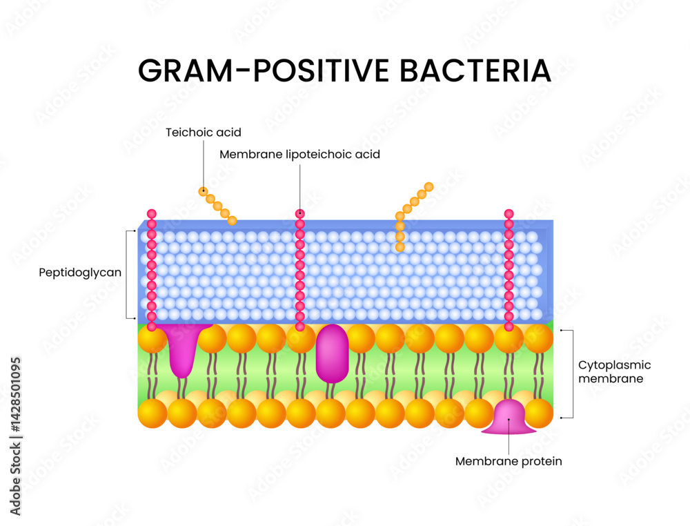Structure Of Gram Positive Bacteria Cell Stock Vector Adobe Stock