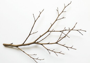 Bare tree branch studio shot on white background