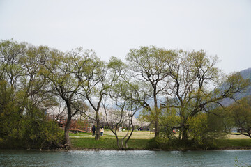 Wall Mural - trees in the park