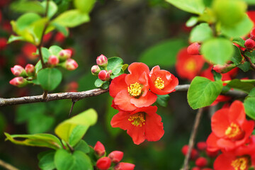 Wall Mural - red flower and green leaves