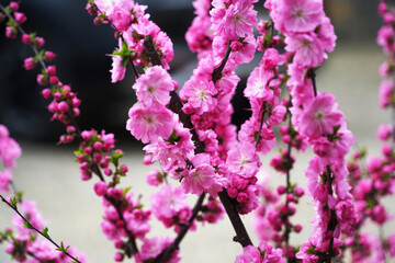 Wall Mural - pink flowers on a tree