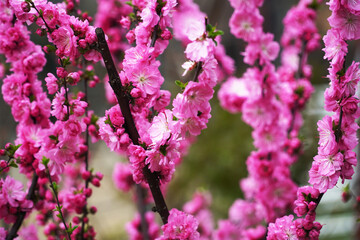 Wall Mural - pink flowers on a tree