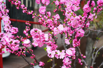 Wall Mural - pink flowers on a tree
