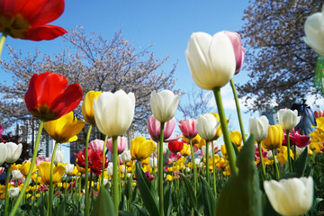 Wall Mural - red and yellow tulips