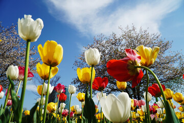 Wall Mural - field of tulips and blue sky