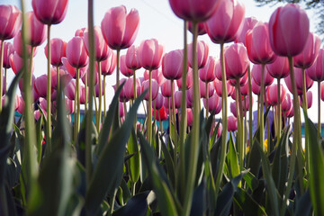 Wall Mural - purple and white tulips