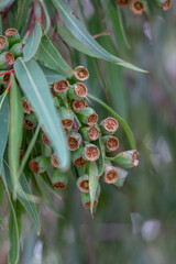 Green gum nuts