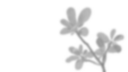 Fototapete - Realistic branch with blurred leaves and shadows creates soft overlay effect, perfect for spring or summer product display mockups. plant foliage adds natural design elements