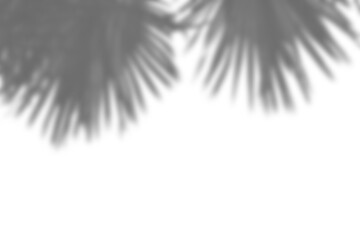 Fototapete - Realistic shadow overlay of blurred plant foliage and leaves creates natural and elegant design element for spring or summer product display mockups. Perfect for creative projects