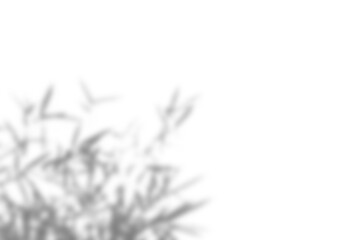 Fototapete - Realistic branch with blurred foliage and leaf shadows creates soft overlay effect, perfect for spring or summer product display mockups. Ideal for design elements