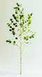 © NARM Applied - A vibrant green plant with delicate leaves, perfect for enhancing any space and showcasing nature's beauty.