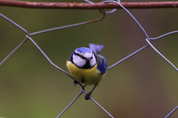 Wall Mural - A blue tit inside a wire mesh